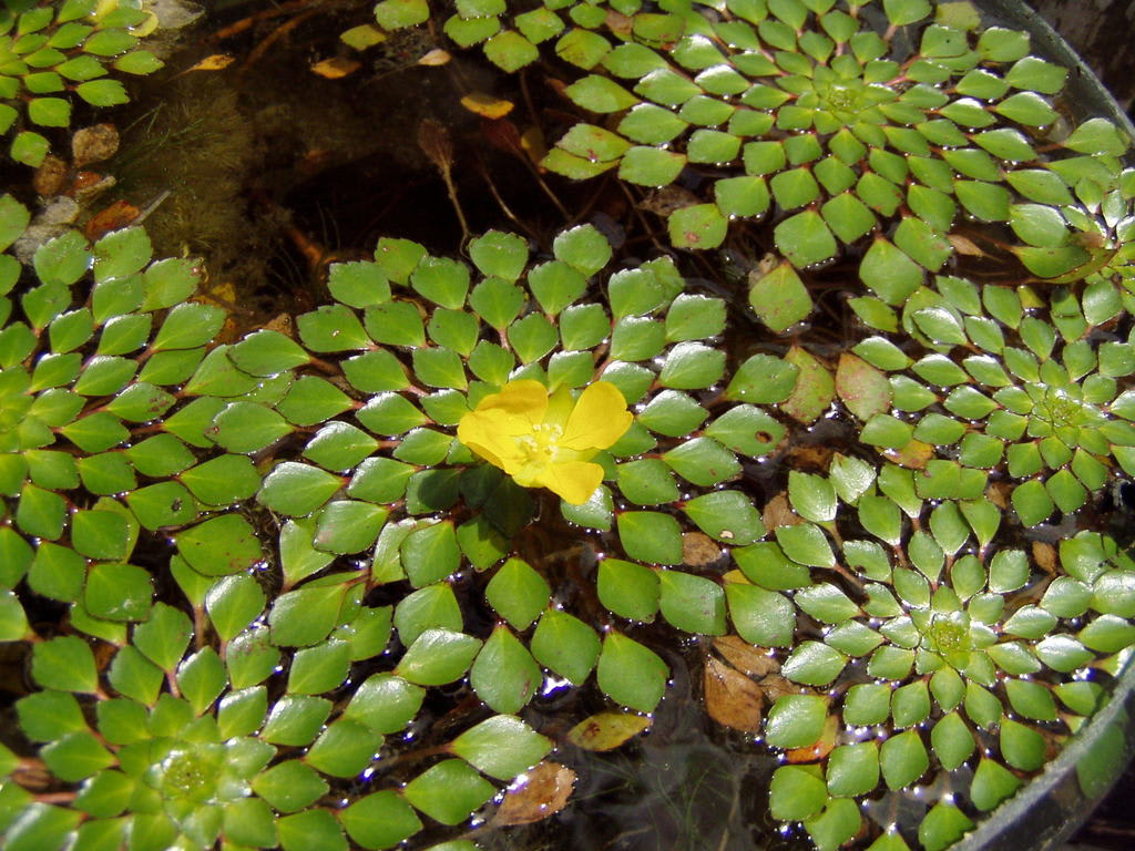 Ludwigia Sedioides