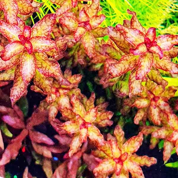 Ludwigia Senegalensis