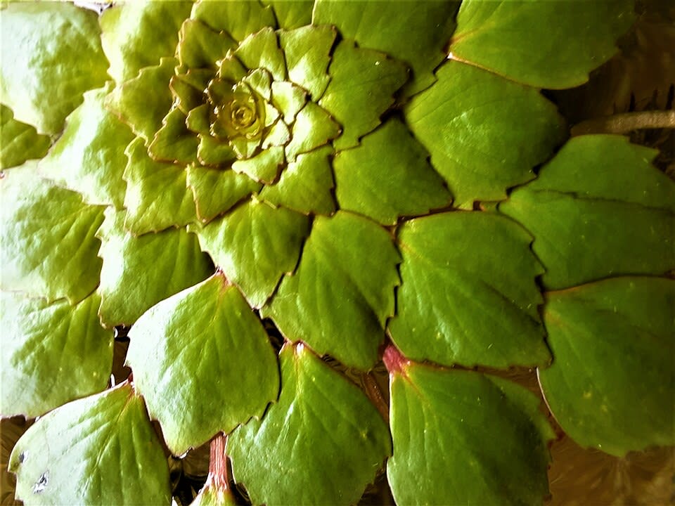 Super Red Ludwigia