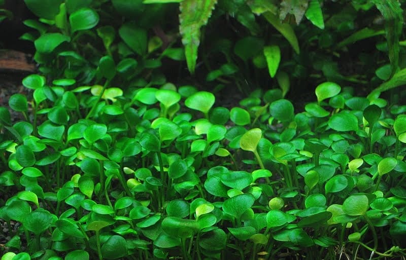 rough waterclover