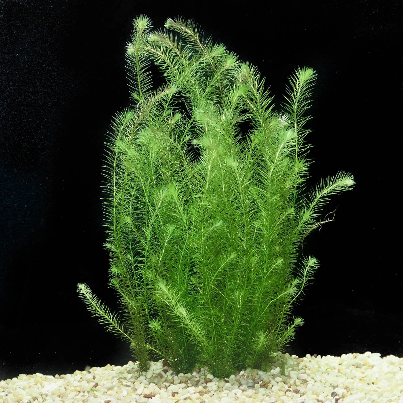 stream bogmoss