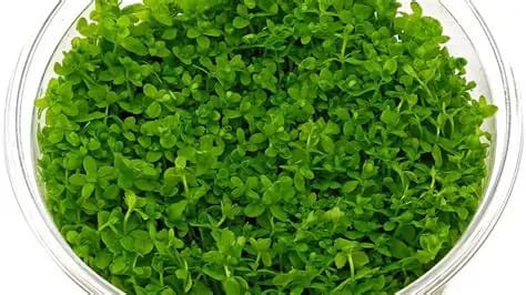 Nuttall's mudflower