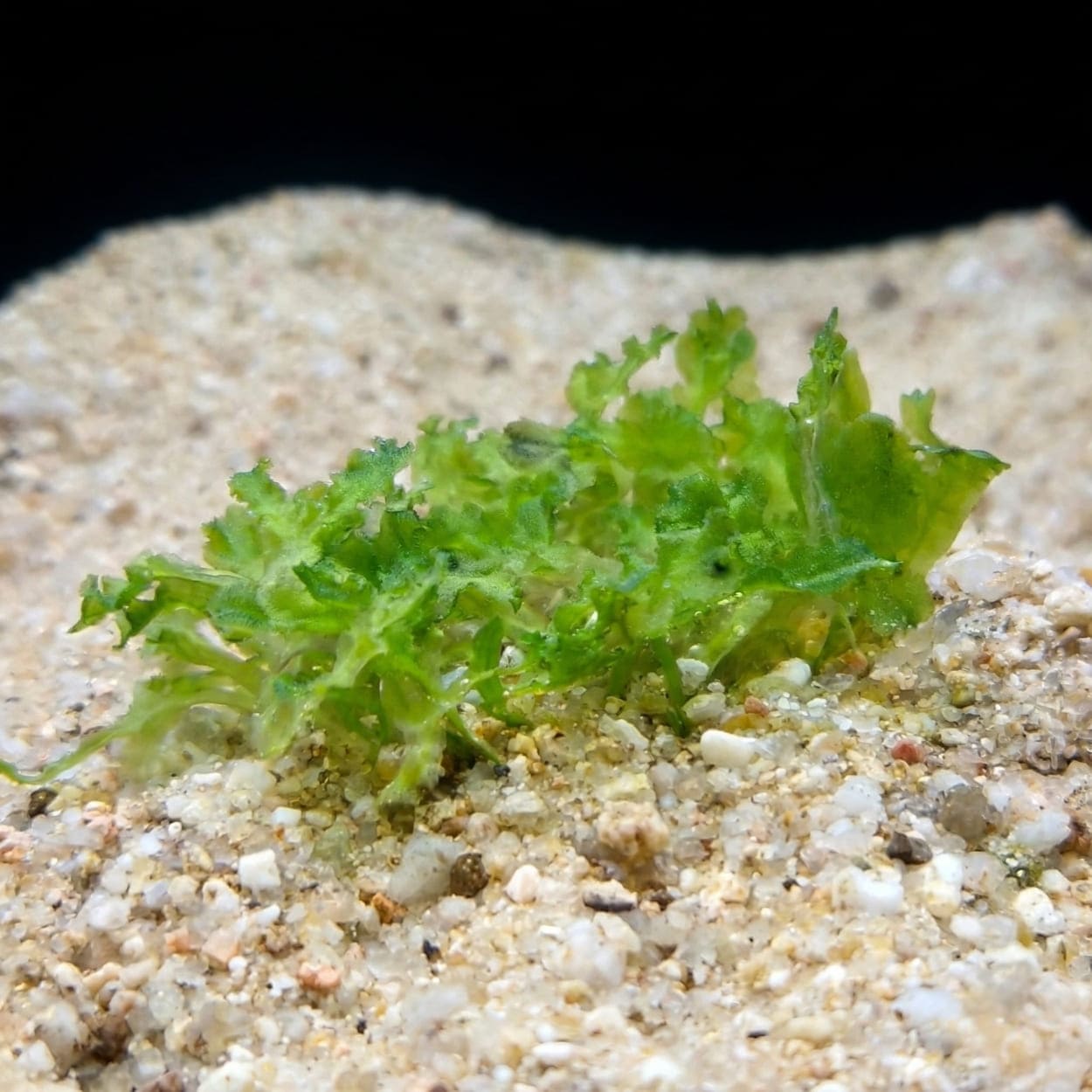 Monosolenium