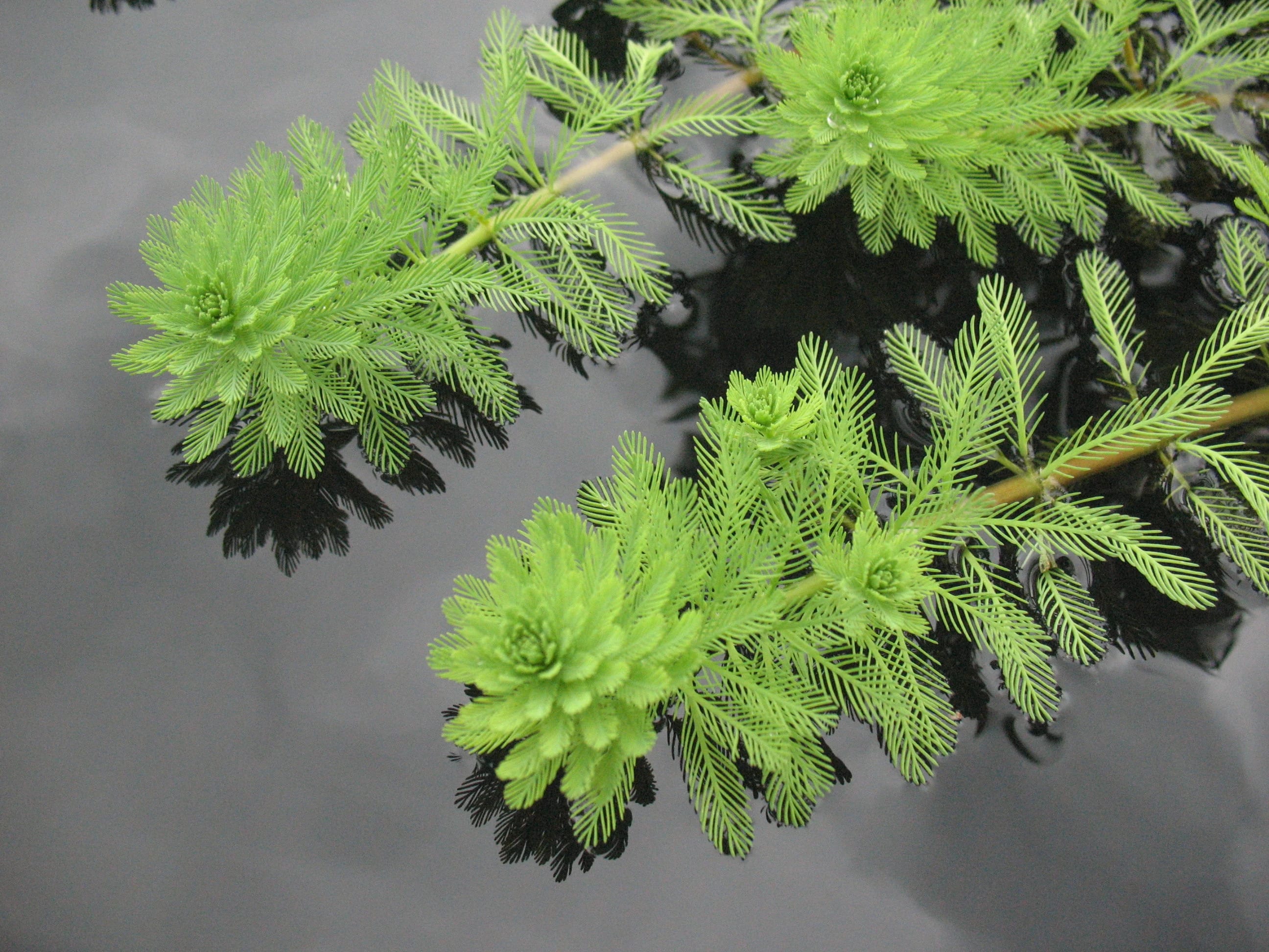 parrot feather watermilfoil