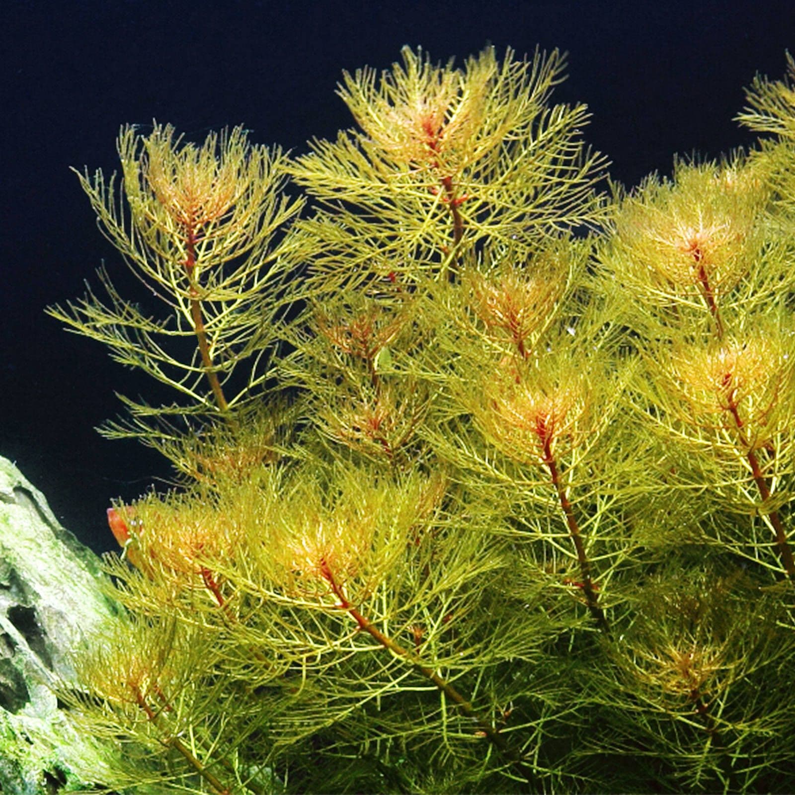 Myriophyllum Tuberculatum