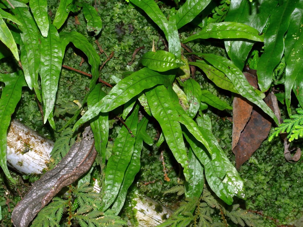 Narrow Leaf Java Fern
