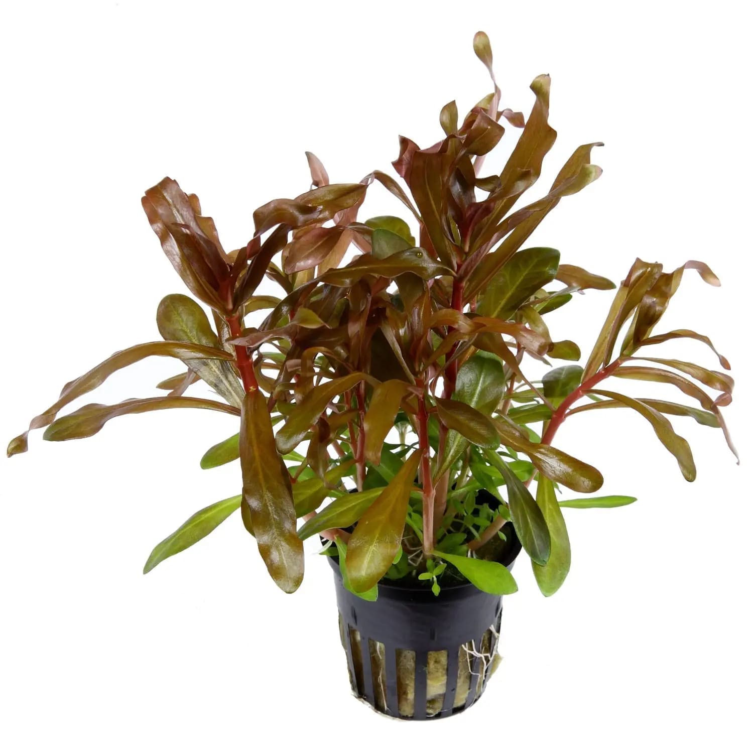 Nesaea Crassicaulis