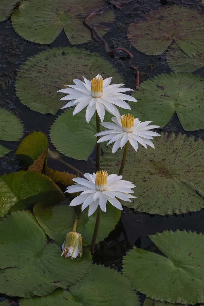 Green Tiger Lotus