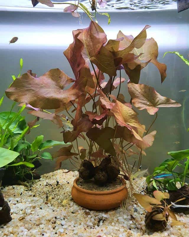 Dwarf Tiger Lotus