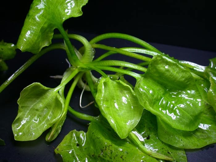 Duck-Lettuce