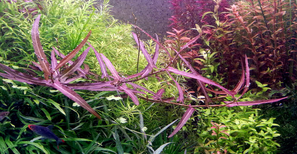 Persicaria Praetermissa