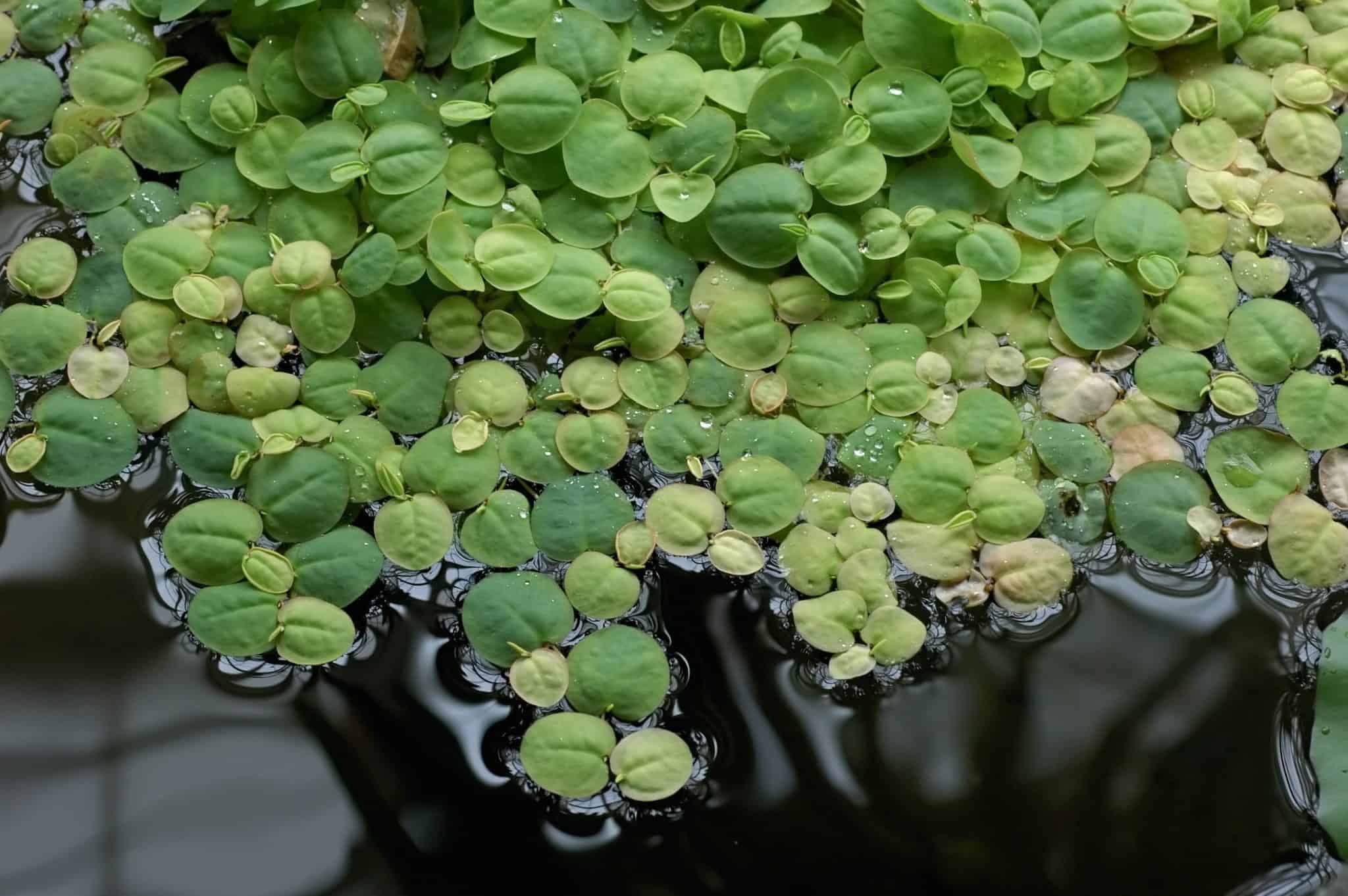 Red Root Floaters