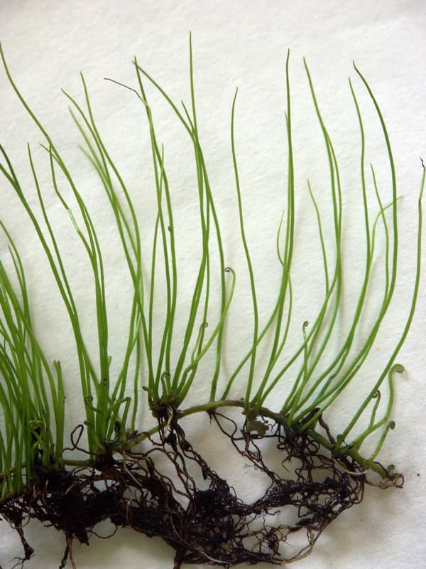pillwort