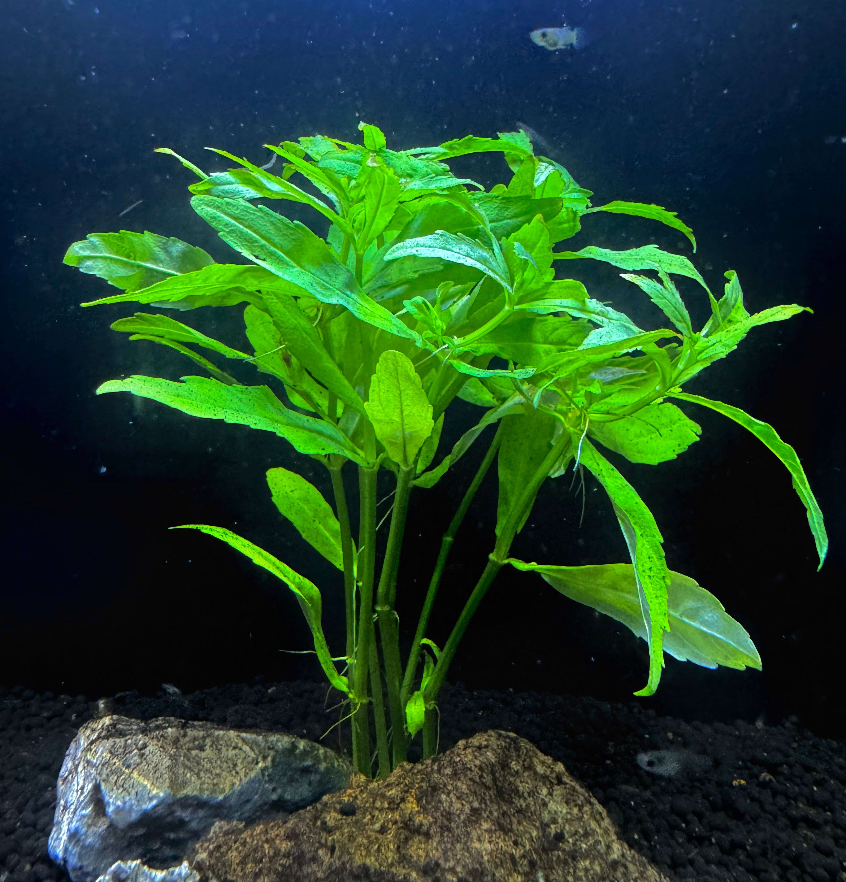 Pogostemon Sampsonii