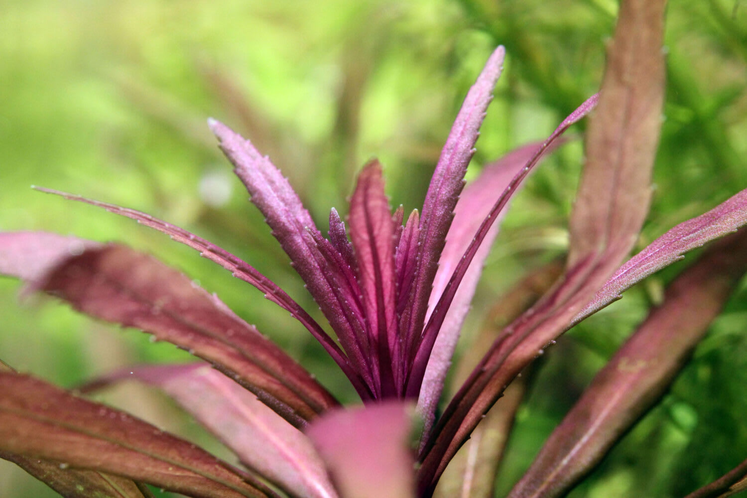 Kimberley Pogostemon