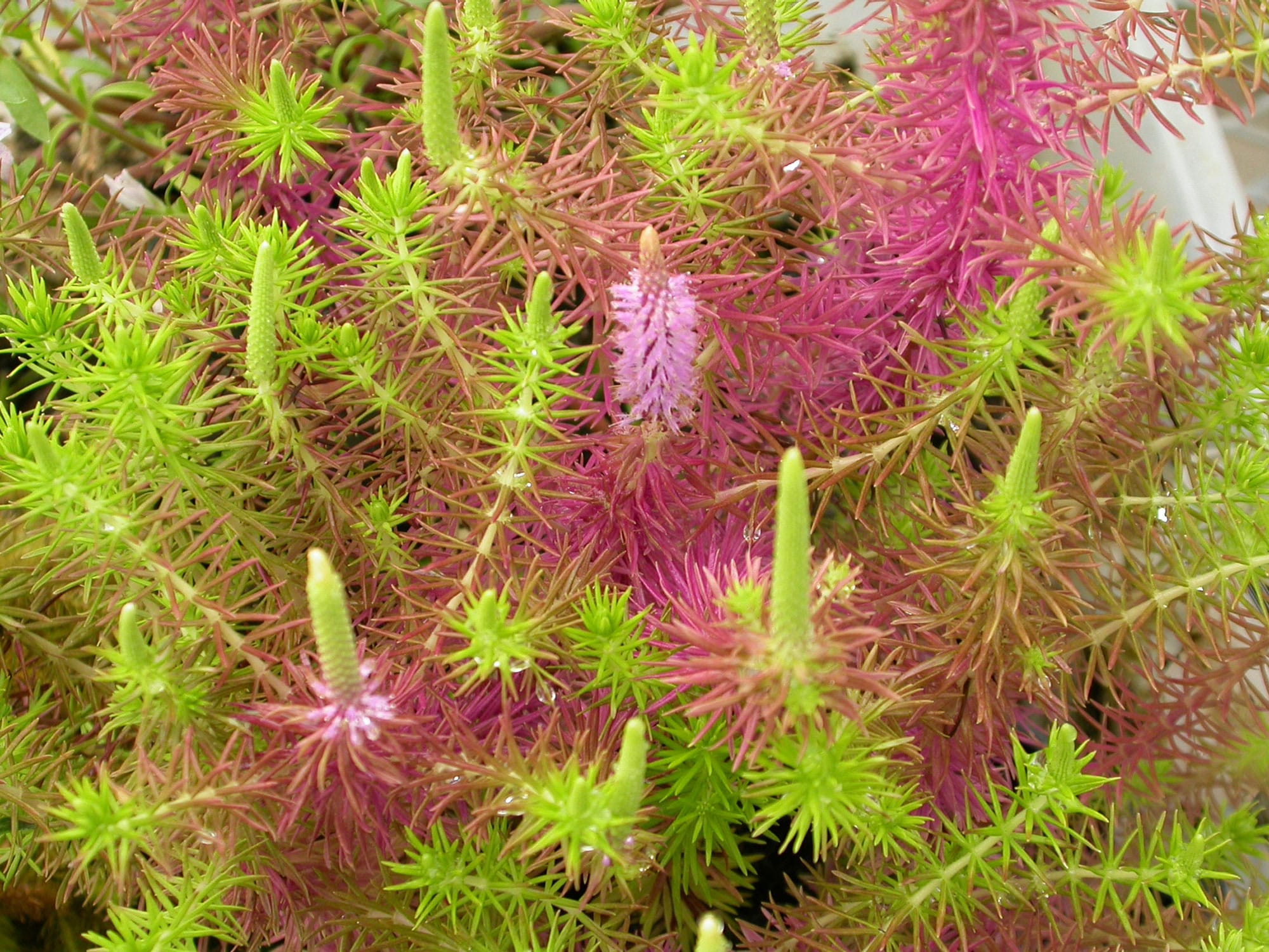 Yatabeanus Pogostemon