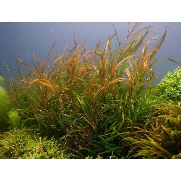 Gay's Pondweed