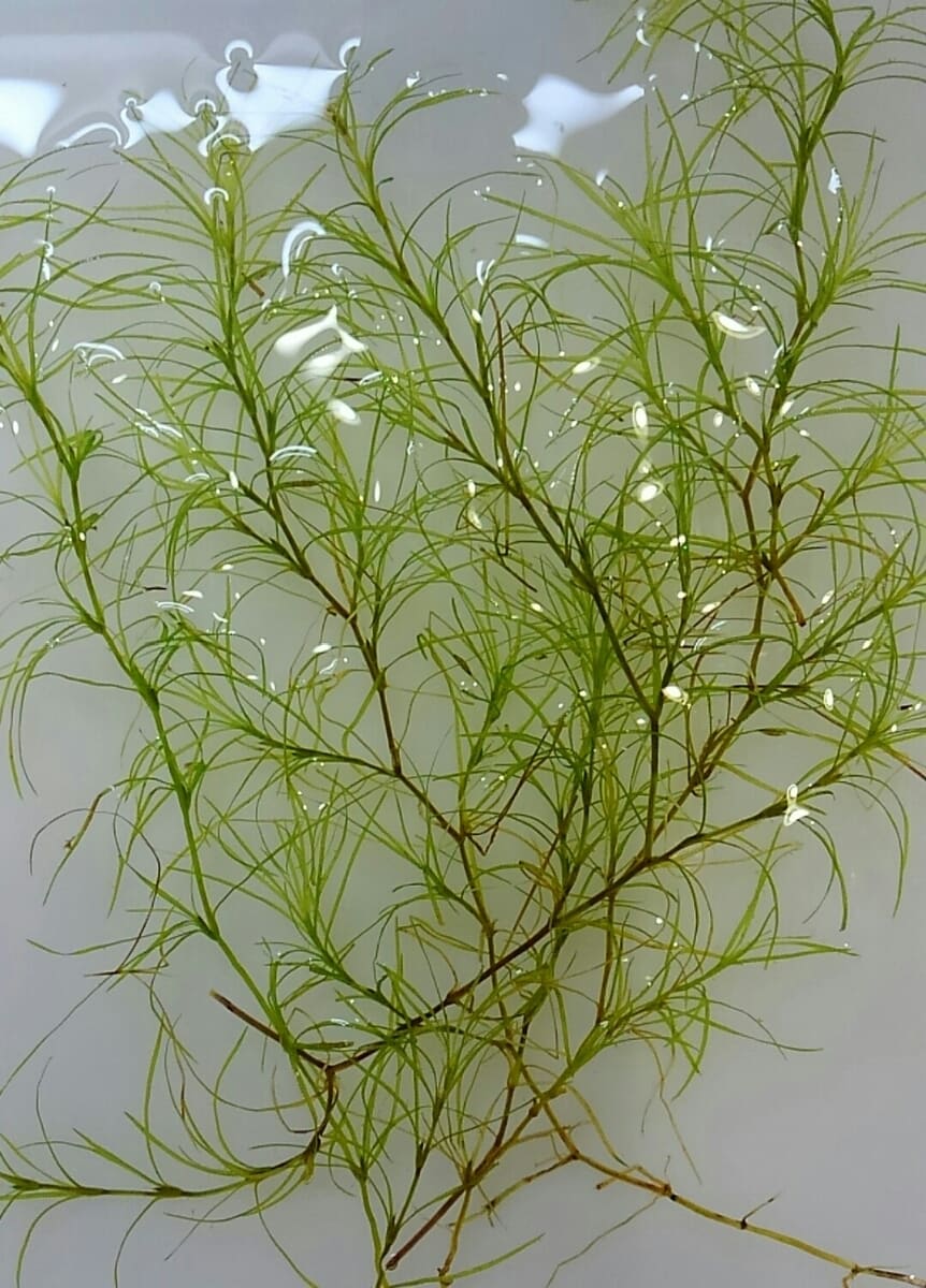 Eightstem Pondweed