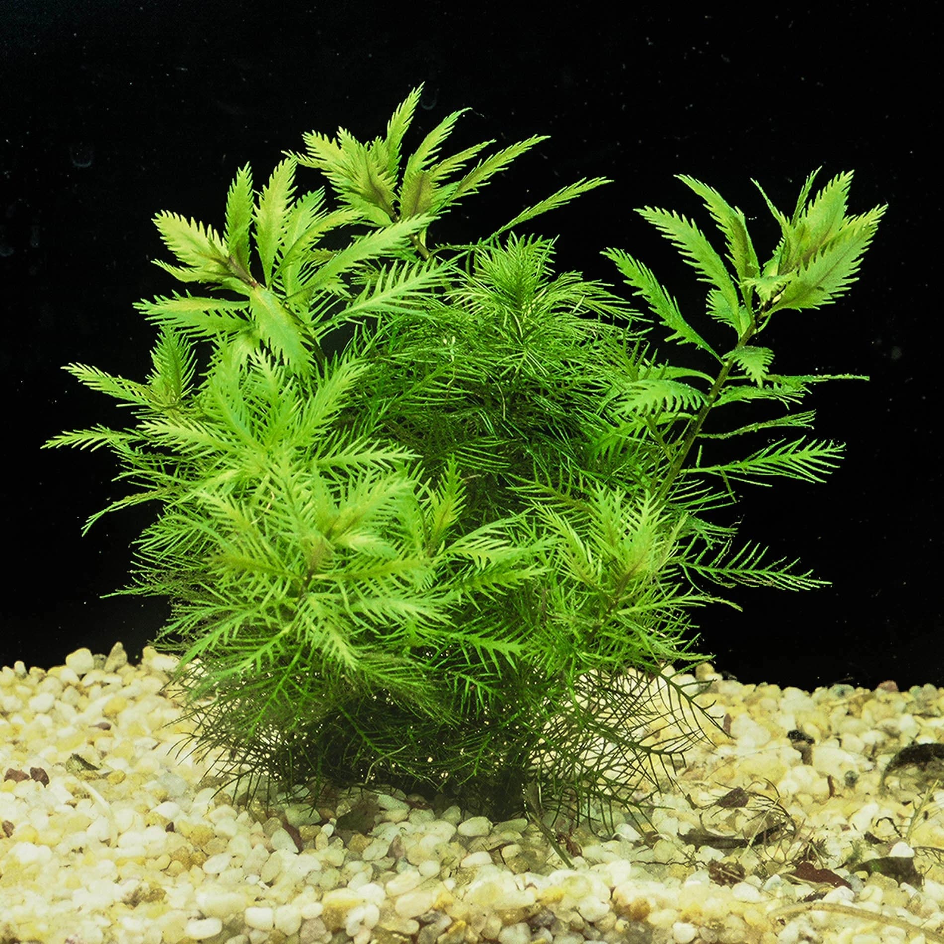 Mermaid Weed