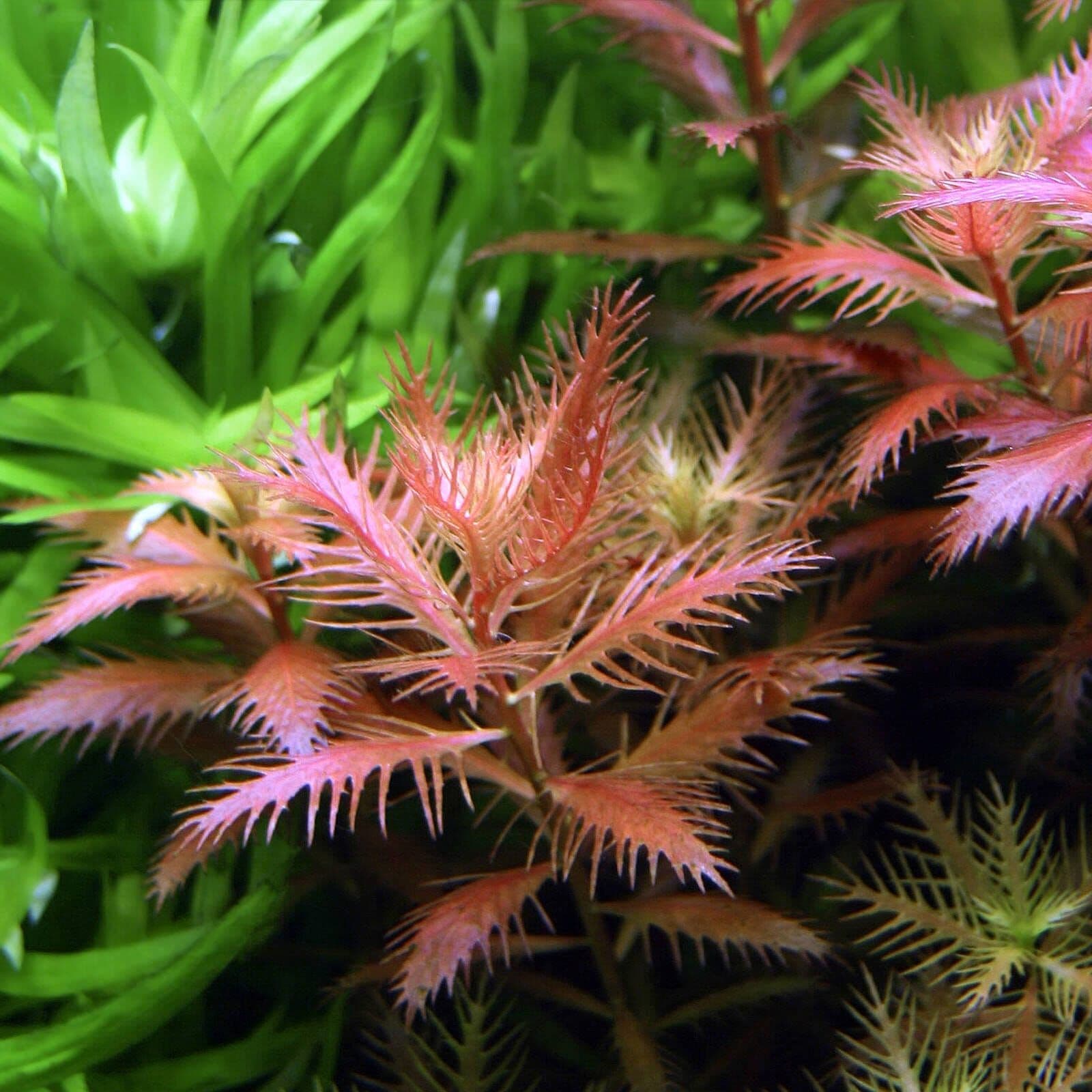 Cuba Mermaid Weed