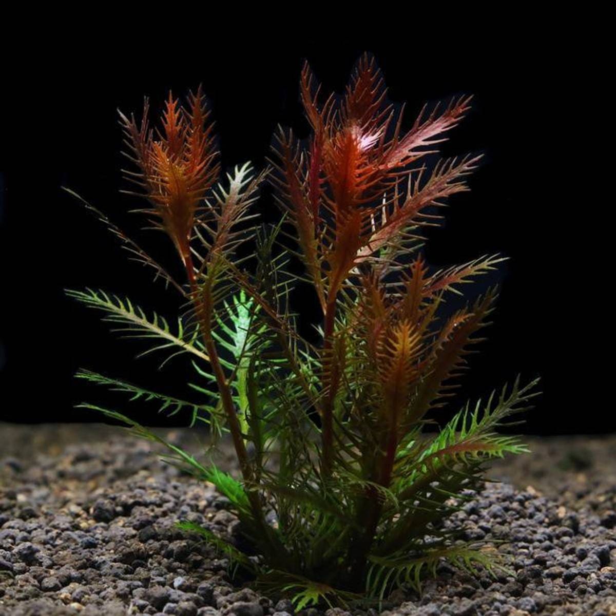 marsh mermaidweed