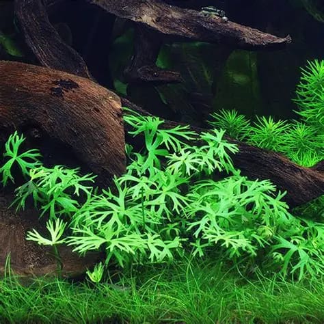 River Buttercup