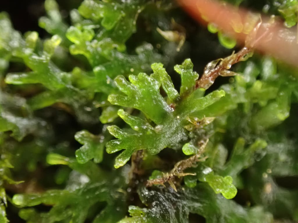Mini Riccardia