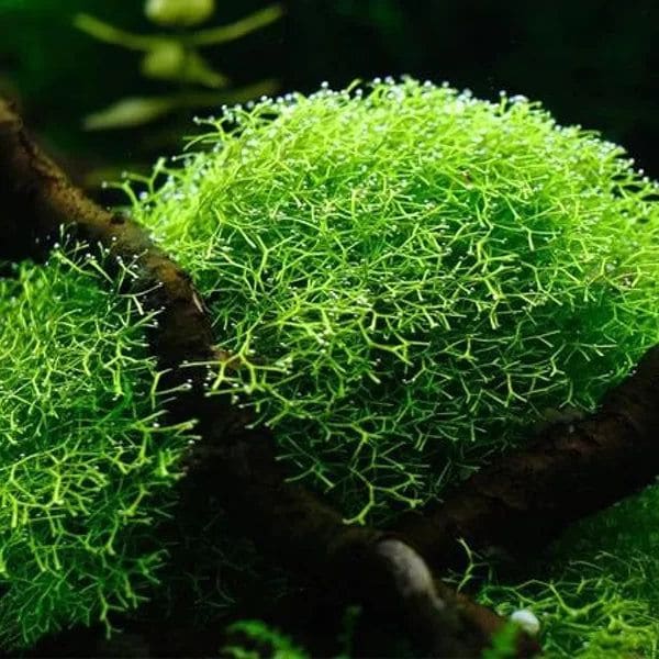 Crystalwort