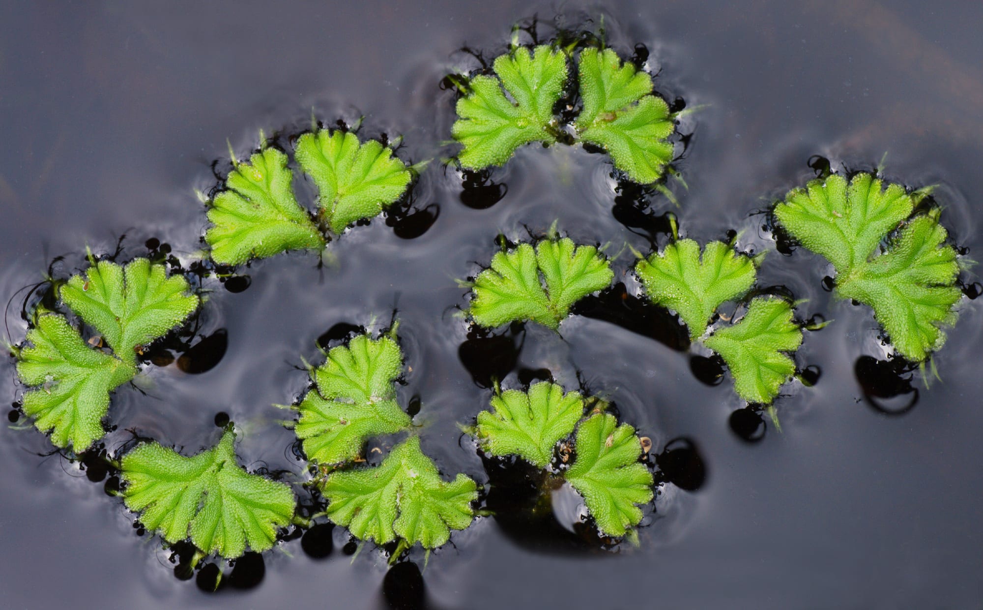 Lilywort
