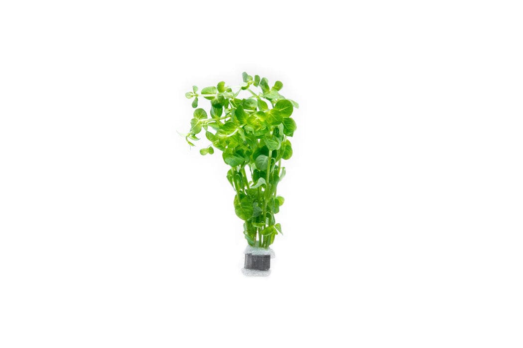 Green Rotala