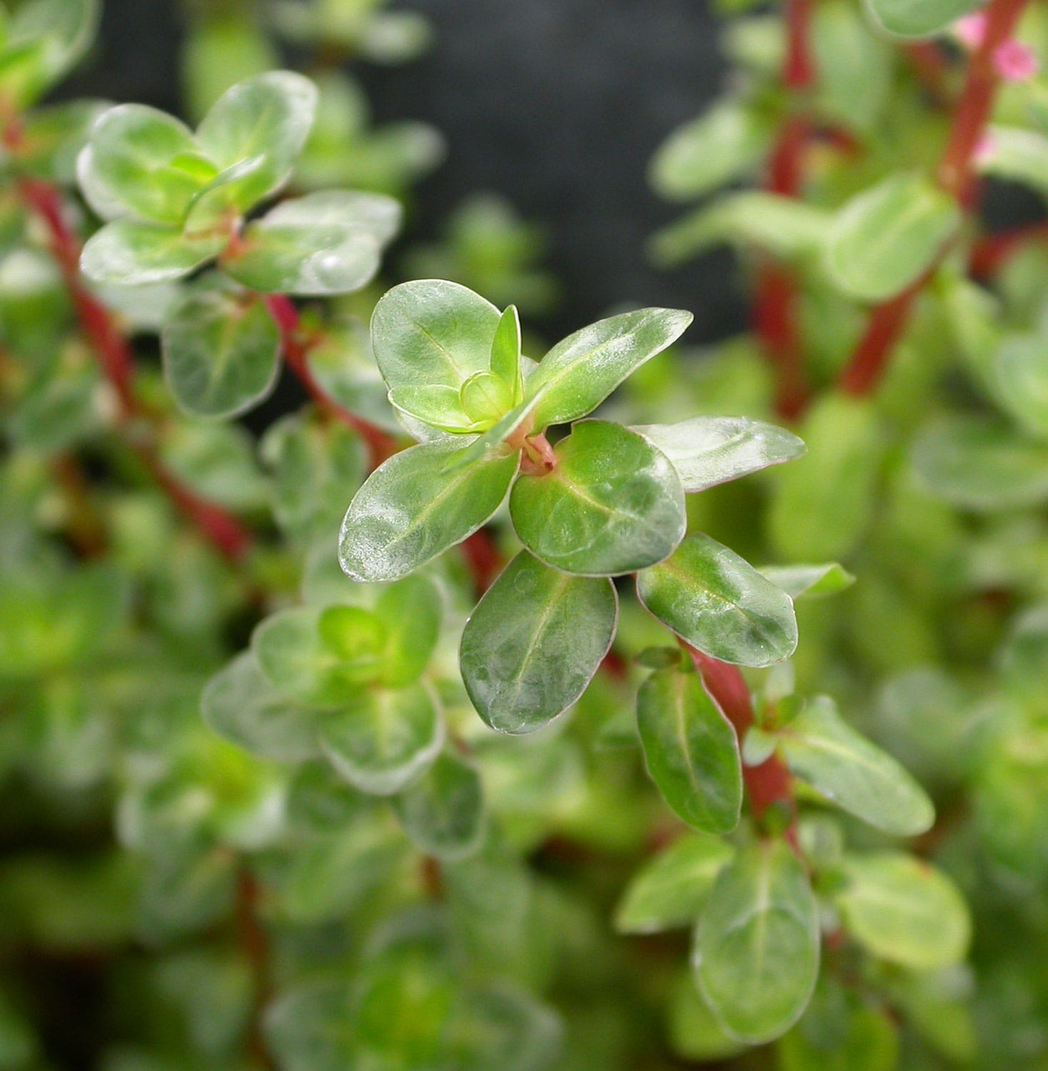 Indian Rotala