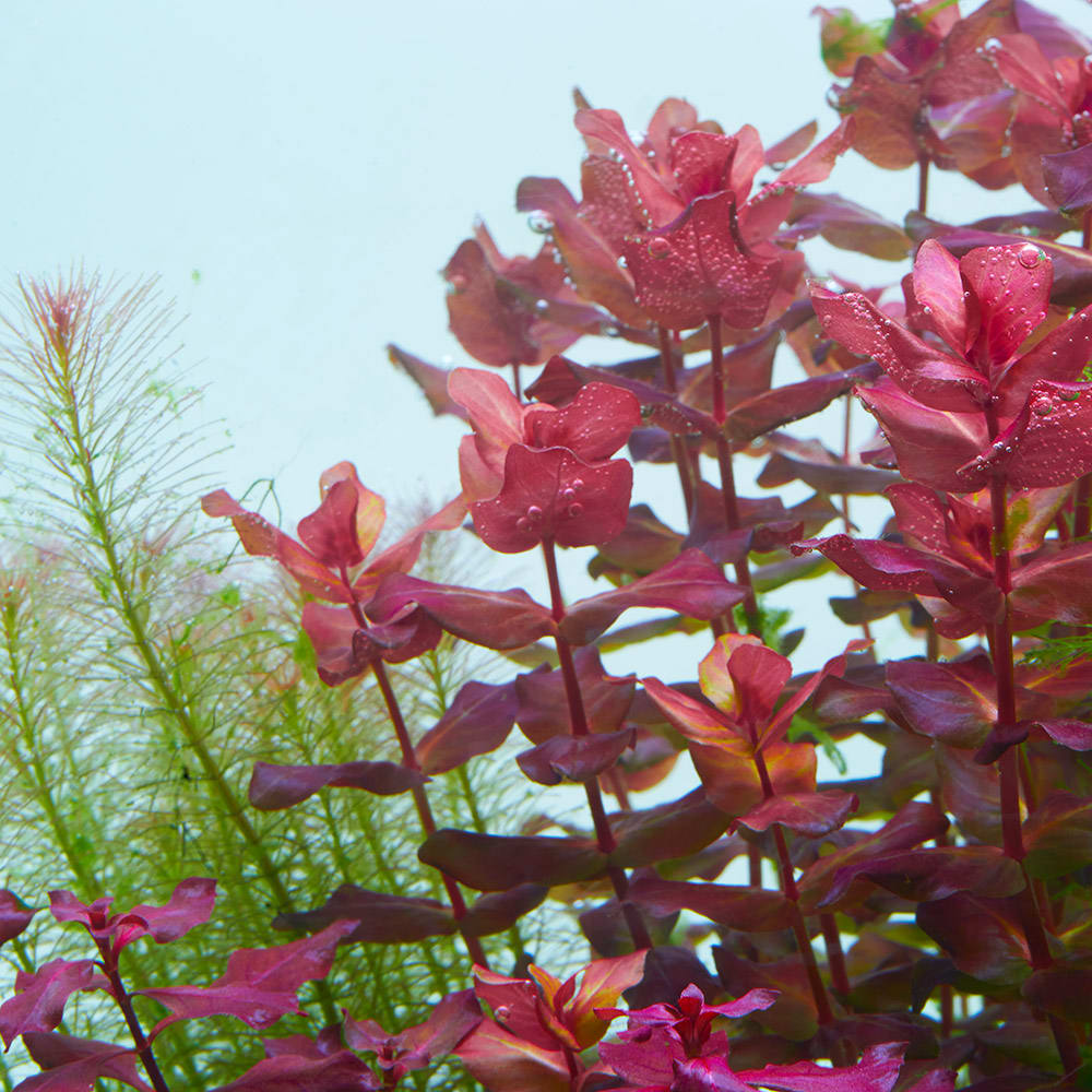 Large Rotala