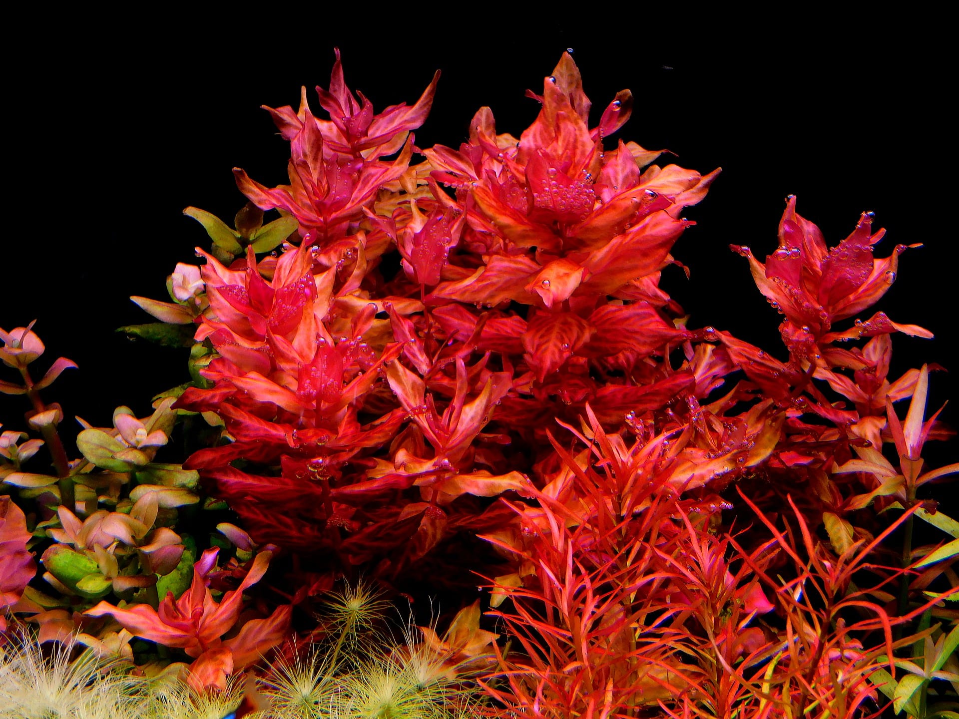 Variegated Macrandra