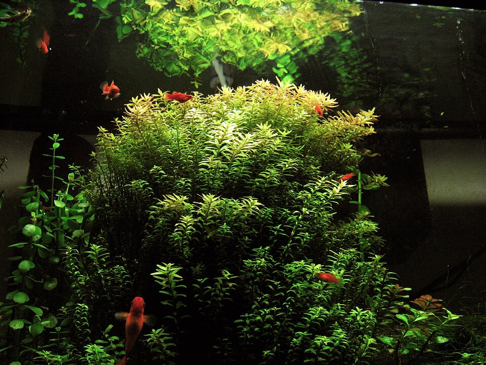 Nanjenshan Rotala
