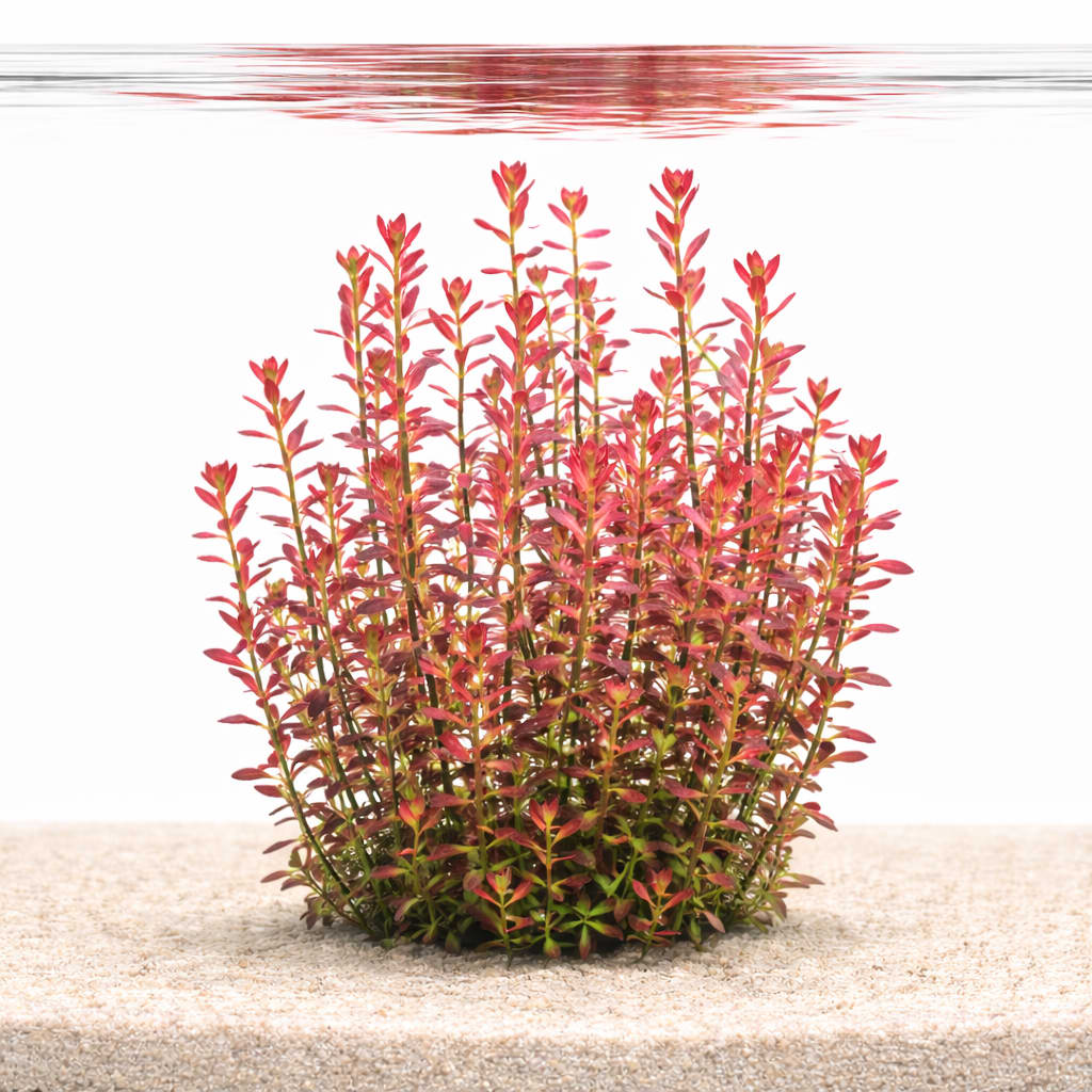 Florida Rotala