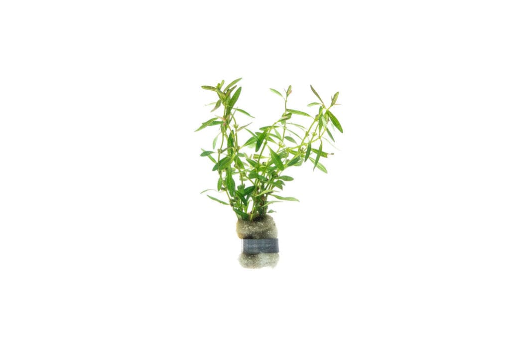 Sunset Rotala