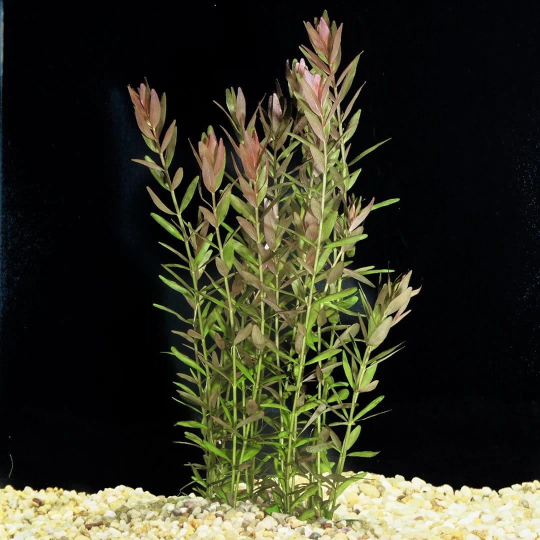 Dwarf Rotala