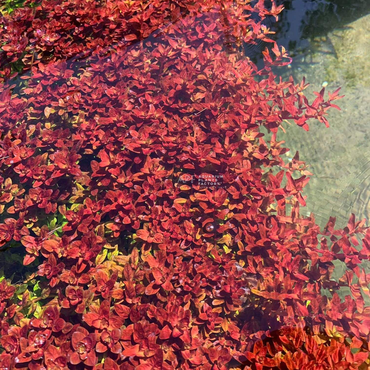Butterfly Rotala