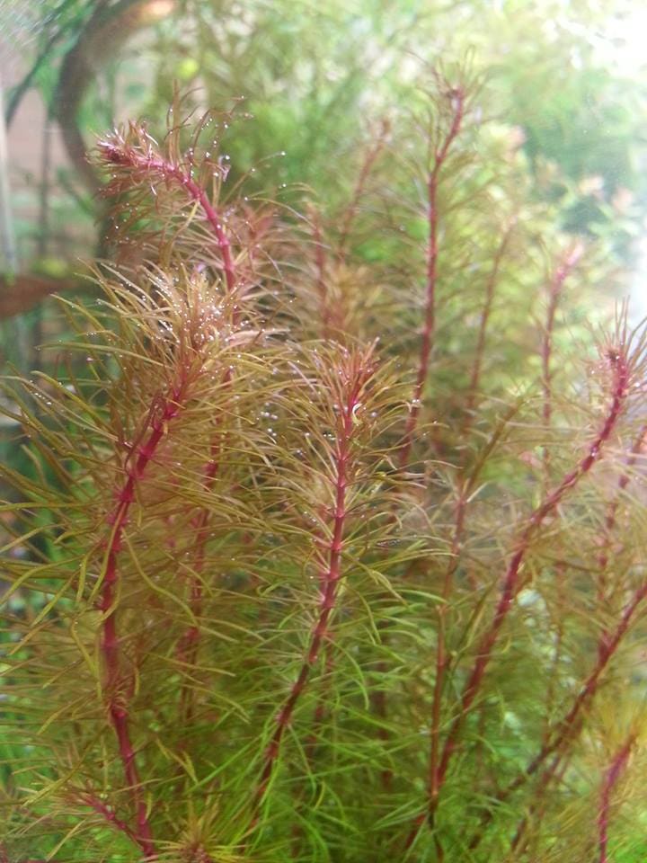 Enis Rotala