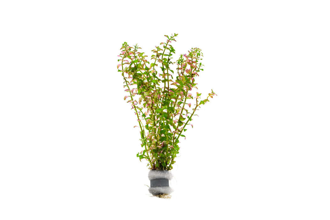 Pearl Rotala