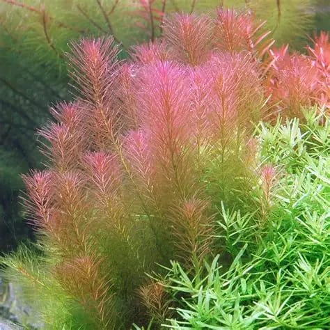 Whip Rotala