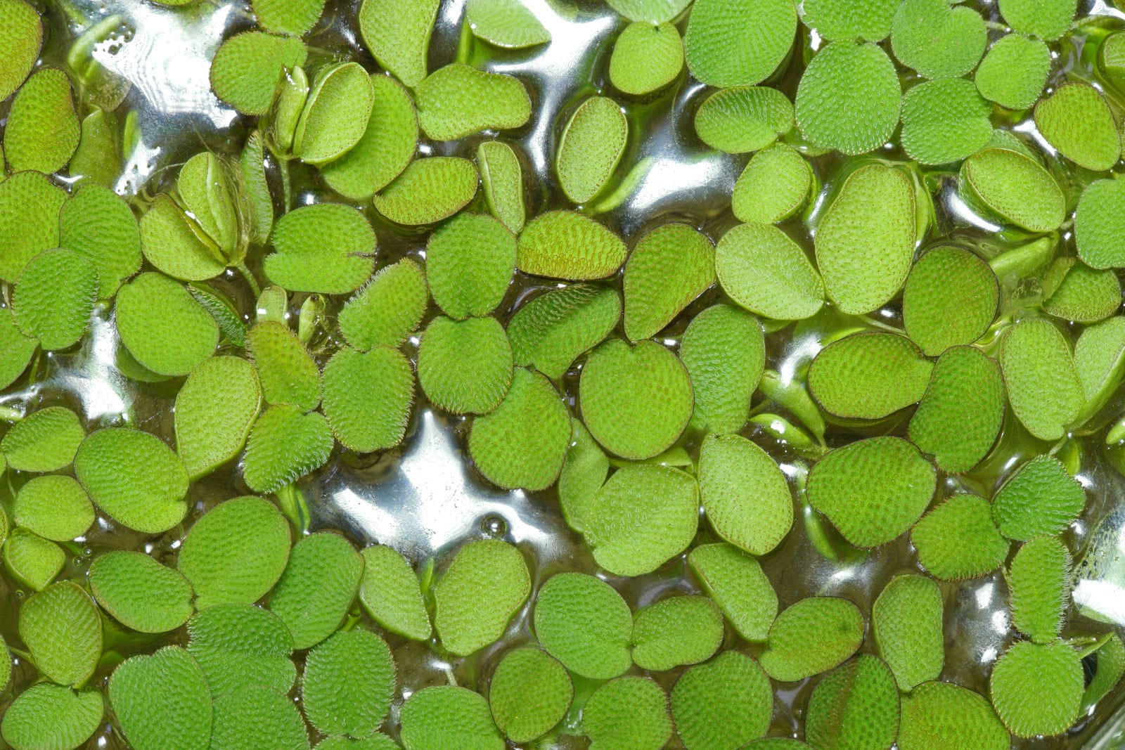 eared watermoss