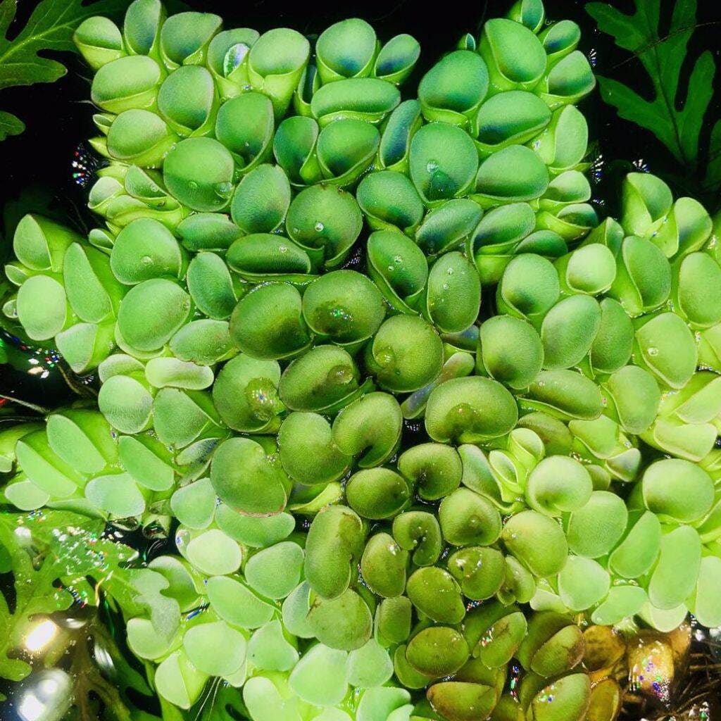 Asian Watermoss