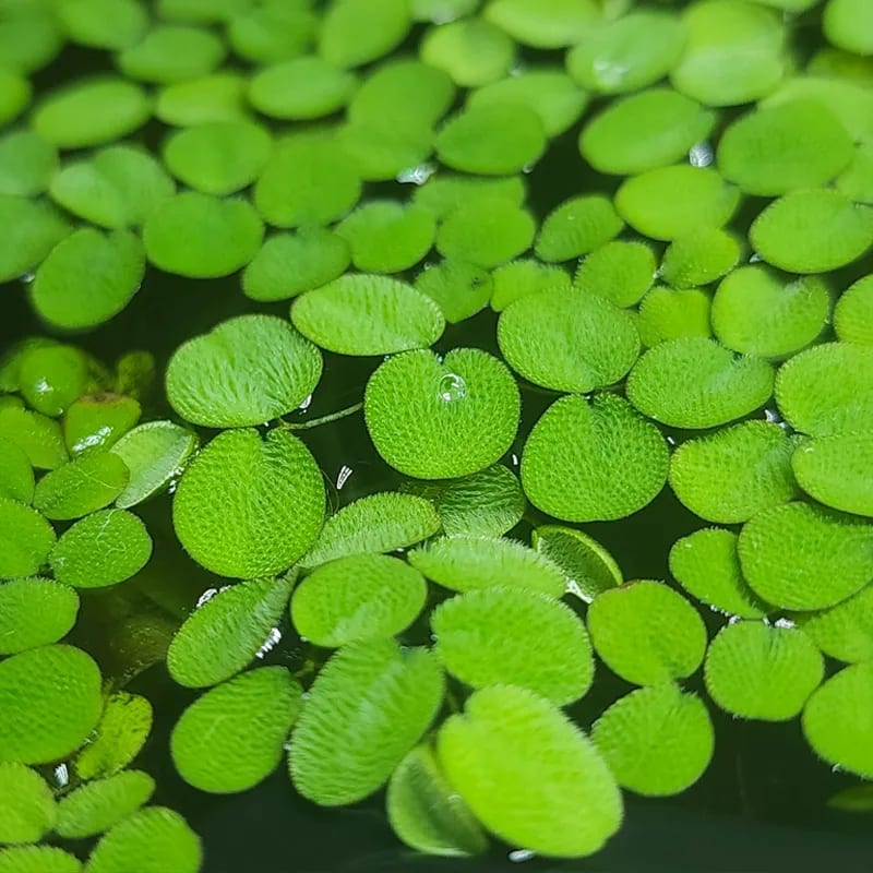 water spangles