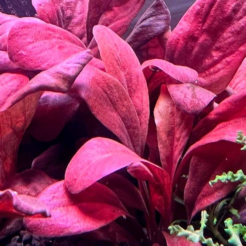 Red Samolus