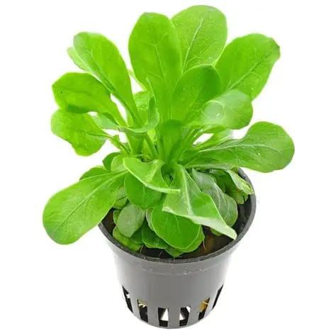 Brookweed