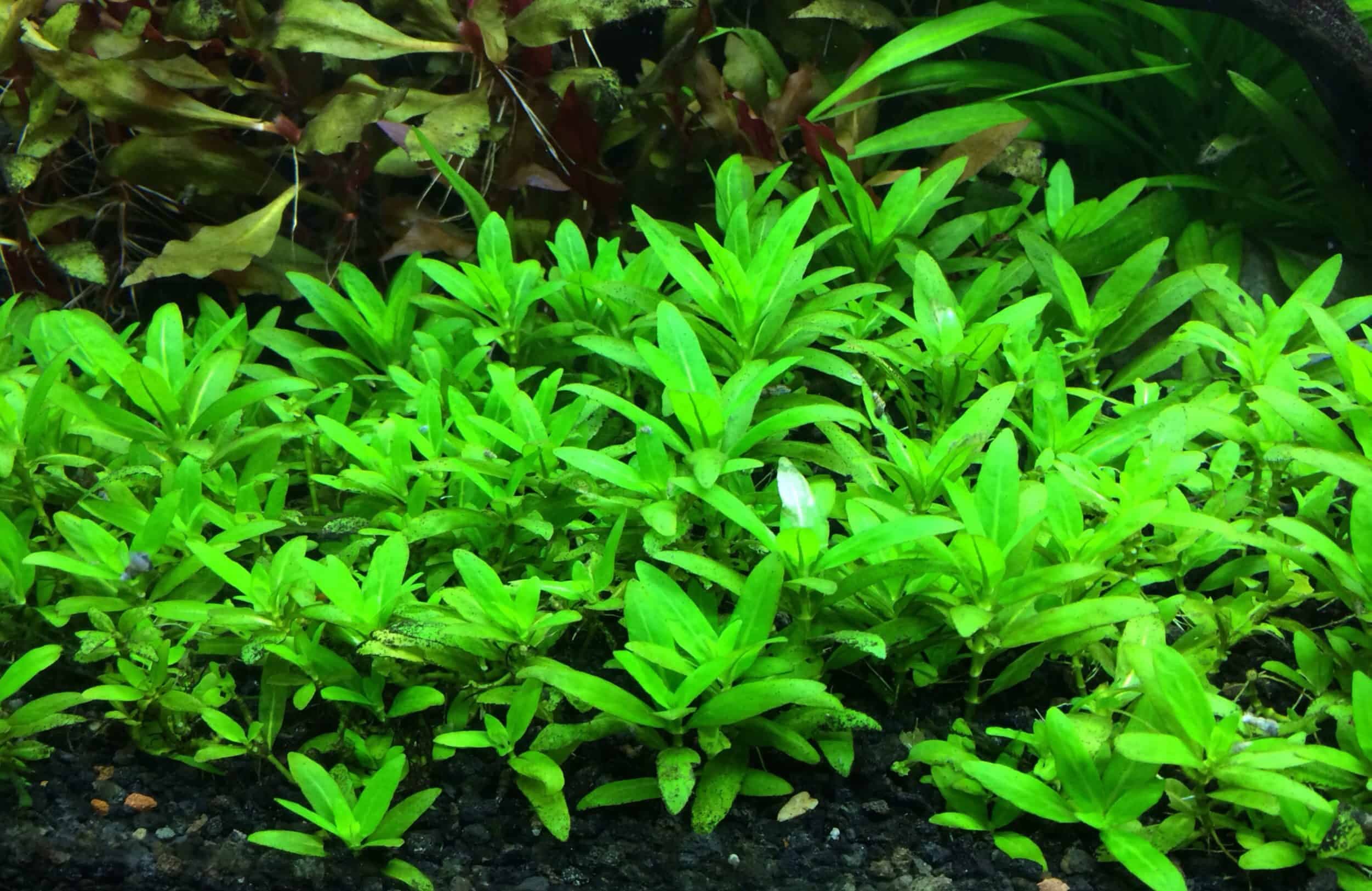Repens Staurogyne