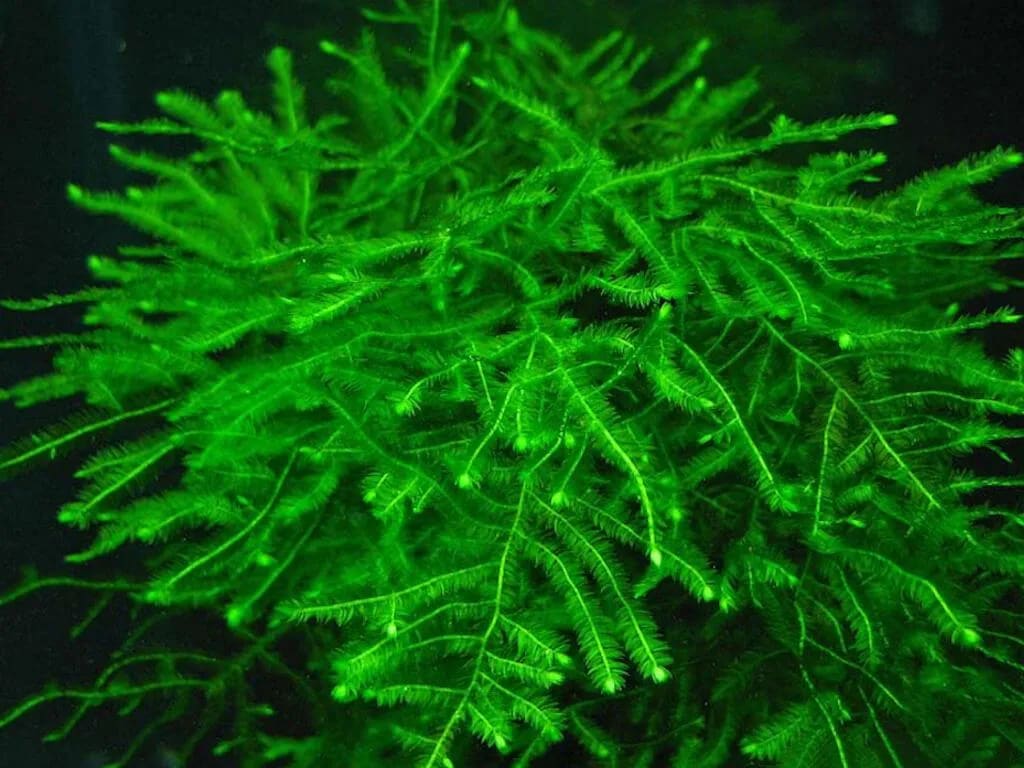 taxiphyllum moss