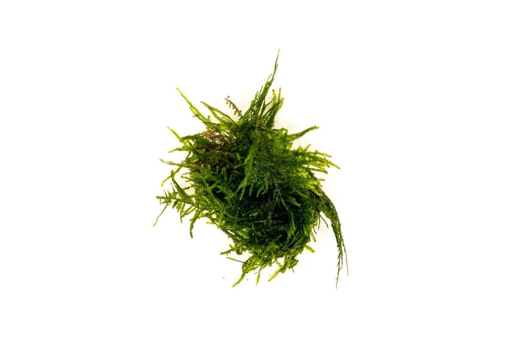 Spiky Moss