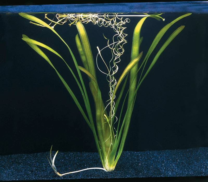 Australian Vallisneria